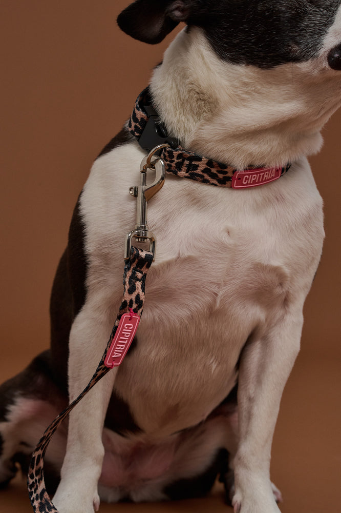 COLLAR VANGIS